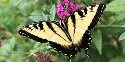 Butterfly Basic Facts Life Cycle Parts Of The Butterfly Families 