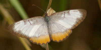 Common Mestra Butterfly