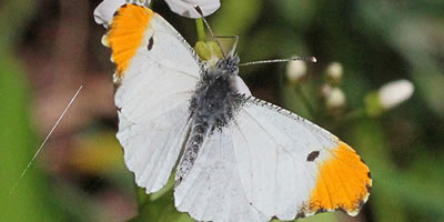 Falcate Orangetip Butterfly