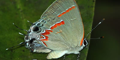 Red Banded Hairstreak Butterfly