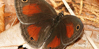 Red Satyr Butterfly