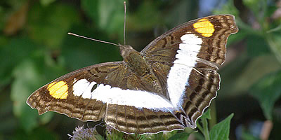 Silver Emperor Butterfly
