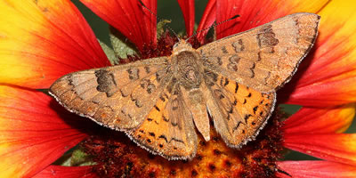 Zela Metalmark Butterfly