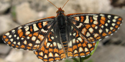 Anicia Checkerspot Butterfly
