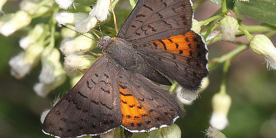 Ares Metalmark Butterfly