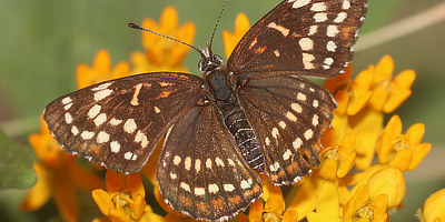 Black Checkerspot Butterfly