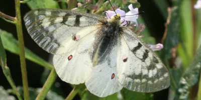 Clodius Parnassian  Butterfly