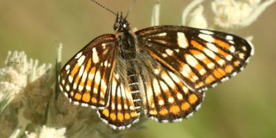 Fulvia Checkerspot Butterfly