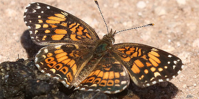 Gorgone Checkerspot Butterfly