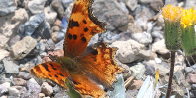 Hoary Comma Butterfly