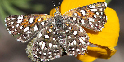 Mormon Metalmark Butterfly