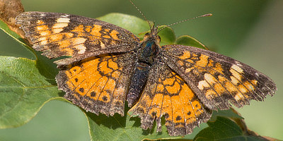 Northern Crescent Butterfly