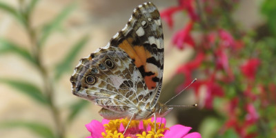 Painted Lady Butterfly - dorsal view