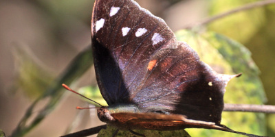 Pale-spotted Leafwing Butterfly