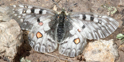 Rocky Mountain Parnassian Butterfly