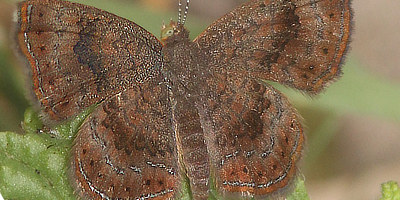 Rounded Metalmark Butterfly