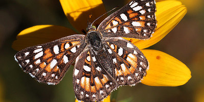 Sonoran Metalmark Butterfly