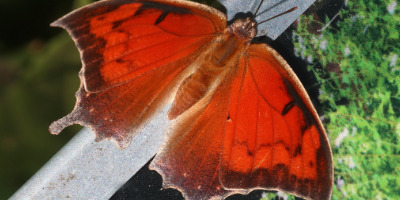 Tropical Leafwing Butterfly