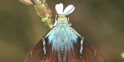 Two-barred Flasher Butterfly