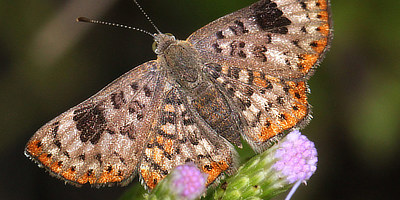 Walker's Metalmark Butterfly