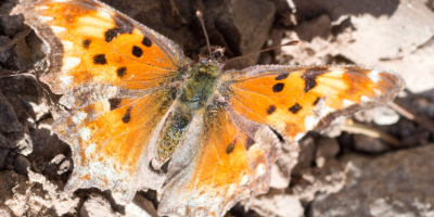 Zephyr Comma Butterfly