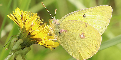 Clouded Sulphur Butterfly