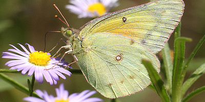 Orange Sulphur Butterfly