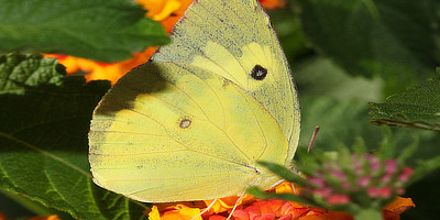 Southern Dogface Butterfly