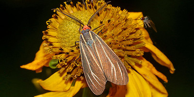 Moths