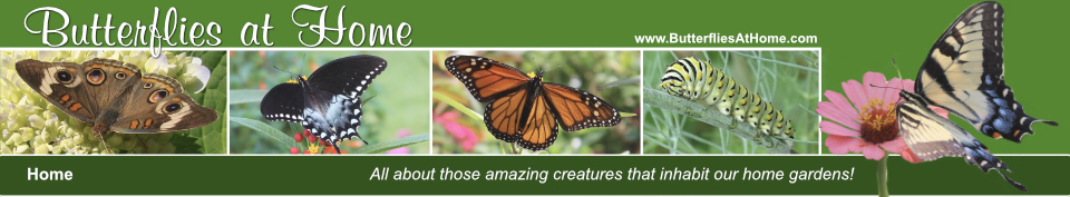 Home Page of Butterflies at Home ... All about those amazing creatures that inhabit our home gardens!