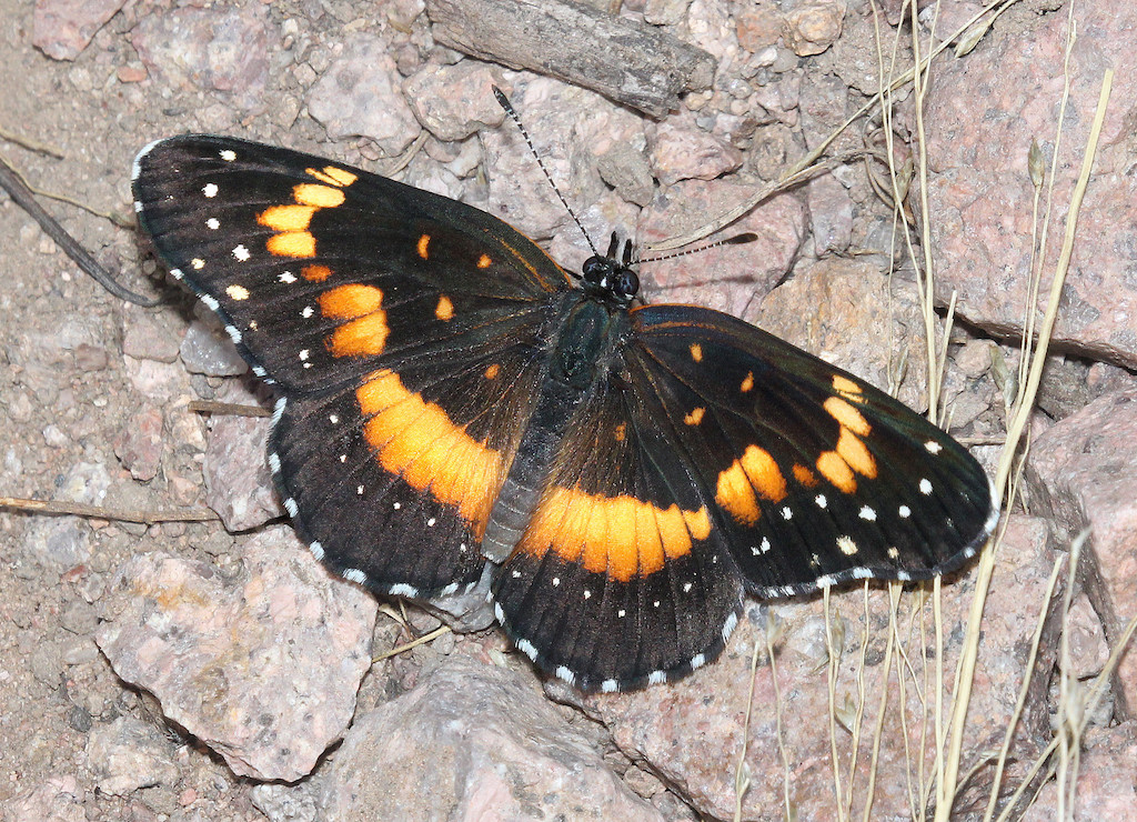 Bordered Patch Butterfly on rocks