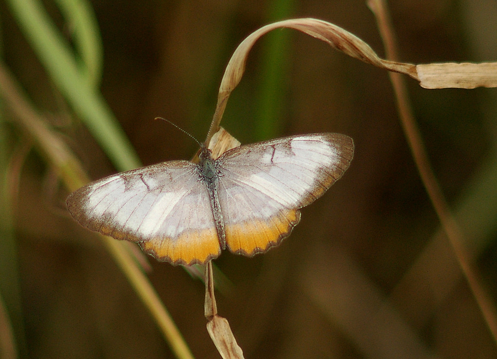 Photo of a Common Mestra Butterfly