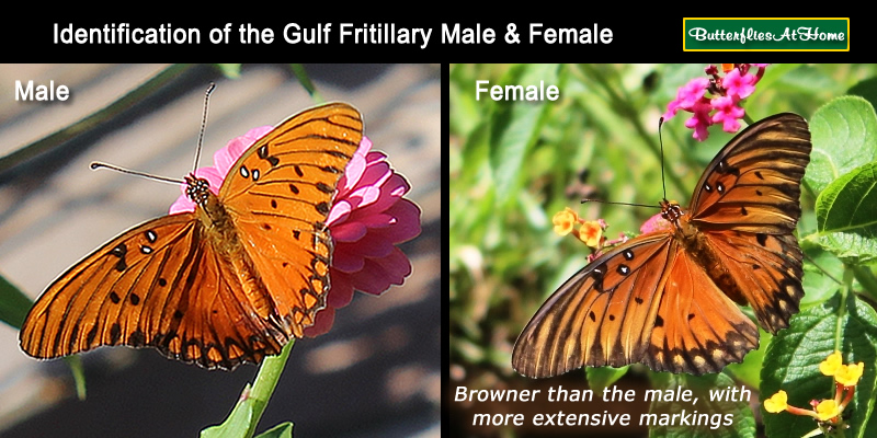 Identification and comparison of the Gulf Fritillary Butterfly male and female