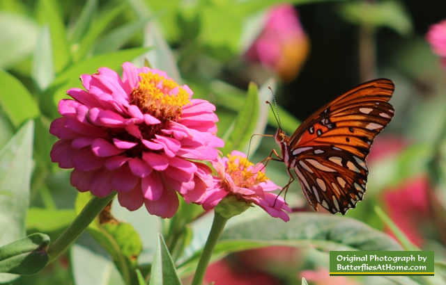 Gulf Frittilary Butterfly (wings closed) on Zinnia - Tyler Texas