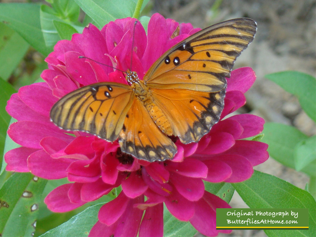 Gulf Fritillary Butterfly on a Pink Zinnia in East Texas - October 17, 2016