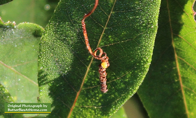 Often the Gulf Fritillary Butterfly will lay an egg on the tender, twisted tendril of the Passion Vine