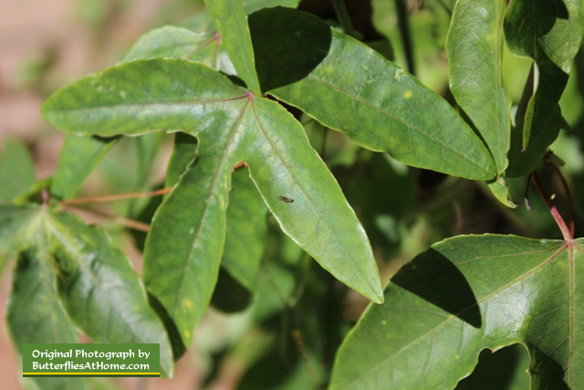 Newly hatched Gulf Fritillary caterpillar ... can you spot it on this Passion Vine leaf?