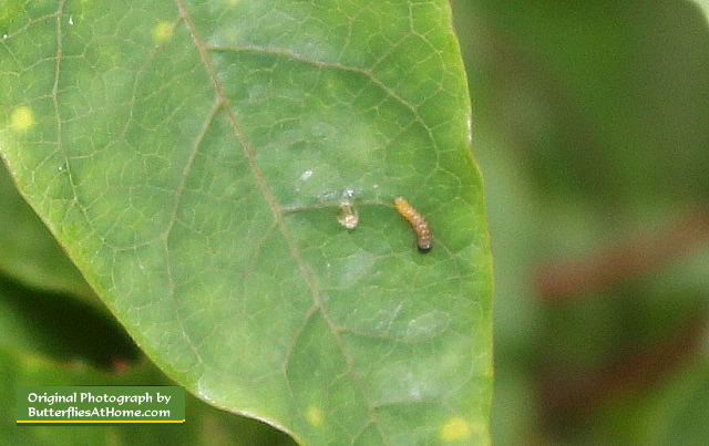 Newly hatched Gulf Fritillary caterpillar with egg casing nearby ... on a Passion Vine leaf