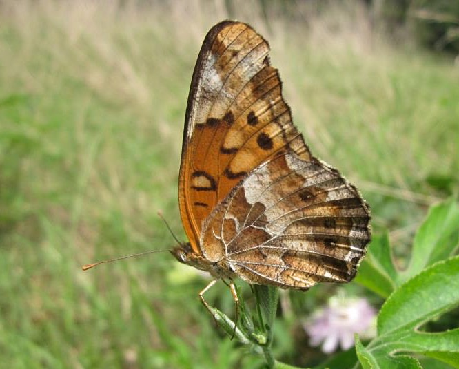 Variegated Fritillary Butterfly ventral view