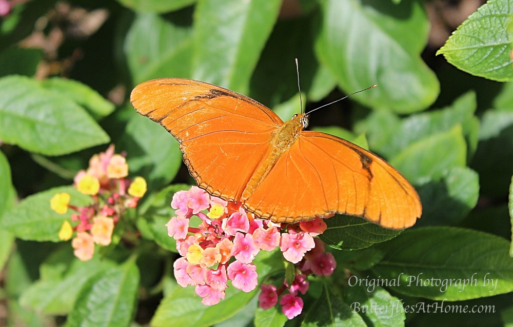 Julia Heliconian Butterfly on Lantana in East Texas in 2016