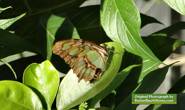 Malachite Butterfly with wings closed