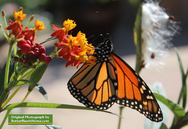 Monarch Butterfly feeding on milkweed