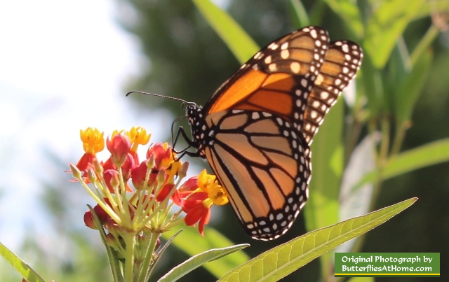 Monarch Butterfly feeding on milkweed