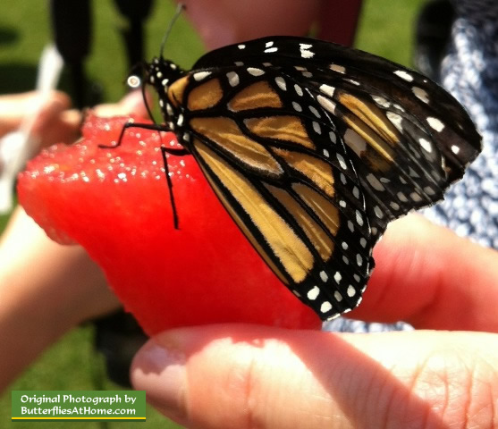 Monarch Butterfly release in East Texas