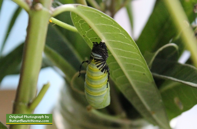 Monarch caterpillar entering its chrysalis ... it's a quick transformation!