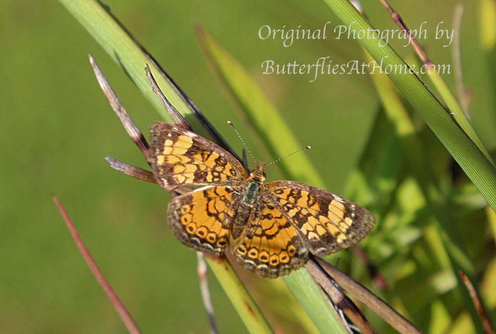 Pearl Crescent Butterfly seen in East Texas