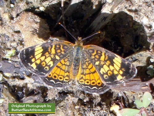 Pearl Crescent Butterfly