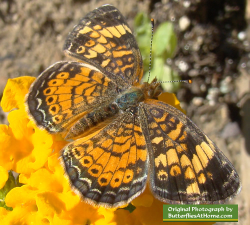 Pearl Crescent Butterfly Identification Characteristics Size Host And Nectar Plant Preferences
