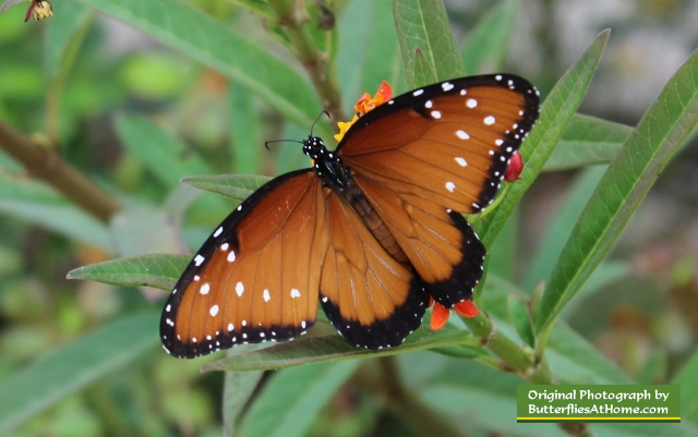 Queen Butterfly ... wings open, enjoying nectar from Texas Milkweed