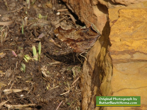 The perfect camouflage of the Question Mark butterfly